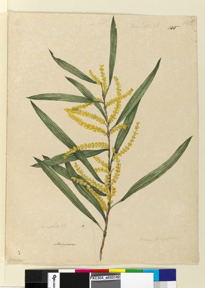 Strana 145. Acacia longifolia, c.1803-06 (wc, pero, inkoust a tužka) od John William Lewin