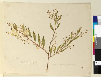 Strana 147. Acacia myrtifolia, c.1803-06 (wc, pero, inkoust a tužka) od John William Lewin