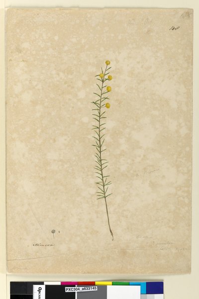 Strana 148. Acacia aciculares, c.1803-06 (akvarel, pero, inkoust a tužka) od John William Lewin