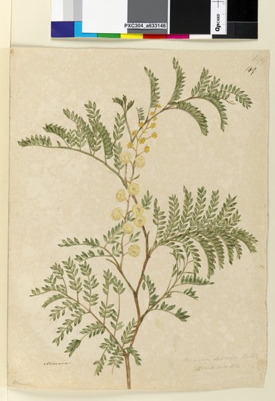 Strana 149. Acacia discolorAcacia terminalis, c.1803-06 (wc, pero, inkoust a tužka) od John William Lewin