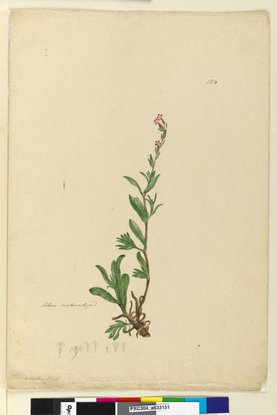 Strana 154. Silene naturalized, c.1803-06 (wc, pero, inkoust a tužka) od John William Lewin
