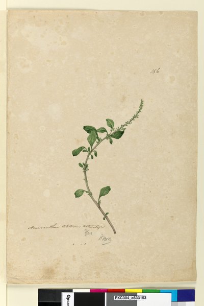 Strana 156. Amaranthus Blitum, c.1803-06 (wc, pero, inkoust a tužka) od John William Lewin