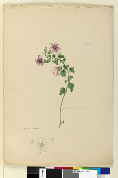 Strana 159. Malva capensis, c.1803-06 (wc, pero, inkoust a tužka) od John William Lewin