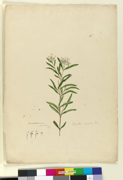 Strana 15. Grevillea sericea, c.1803-06 (wc, pero, inkoust a tužka) od John William Lewin