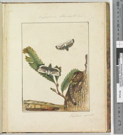 Strana 15. Talíř 4 Cryptohasa alba, costa Lewin, 1803-04 (ručně kolorované lepty) od John William Lewin