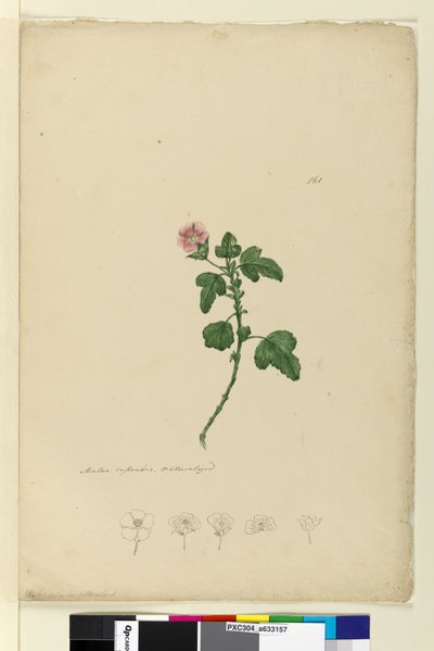 Strana 161. Malva capensis, c.1803-06 (wc, pero, inkoust a tužka) od John William Lewin
