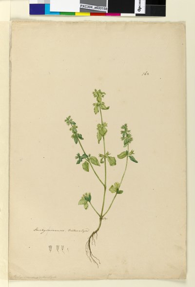 Strana 162. Stachys arvensis, c.1803-06 (wc, pero, inkoust a tužka) od John William Lewin