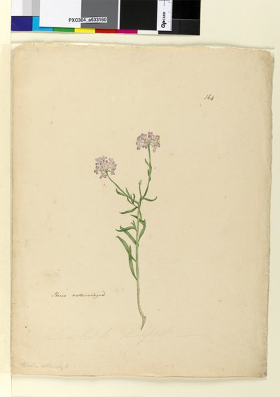 Strana 164. Iberis naturalized, c.1803-06 (wc, pero, inkoust a tužka) od John William Lewin