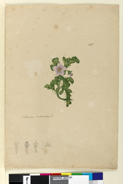 Strana 165. Solanum naturalized, c.1803-06 (wc, pero, inkoust a tužka) od John William Lewin