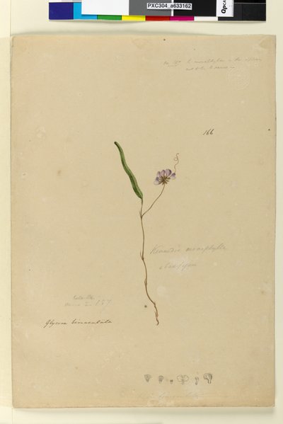 Strana 166. Kennedia monophyllaHardenbergia violacea, c.1803-06 (wc, pero, inkoust a tužka) od John William Lewin