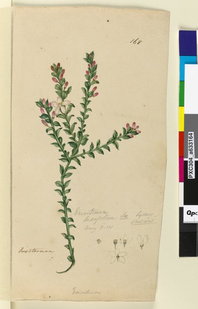 Strana 168. Eriostemon buxifolium, c.1803-06 (wc, pero, inkoust a tužka) od John William Lewin