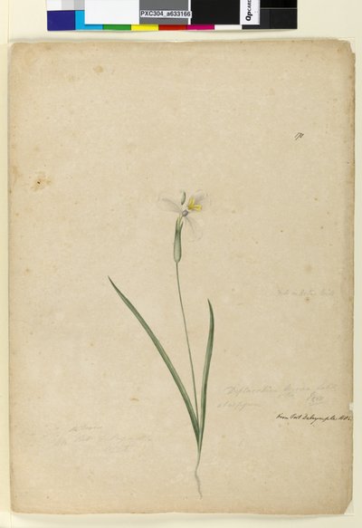 Strana 170. Diplarrhena moraea, c.1803-06 (wc, pero, inkoust a tužka) od John William Lewin