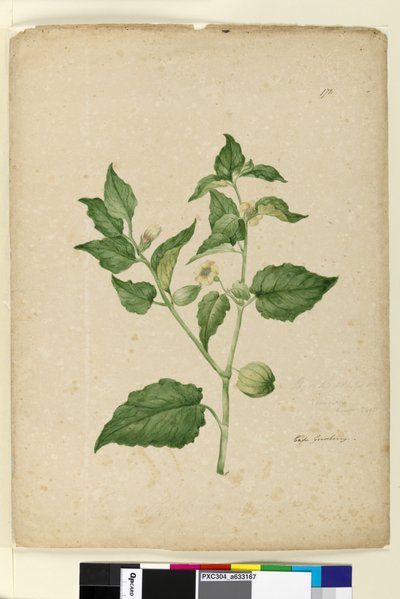 Strana 172. Physalis edulis, c.1803-06 (wc, pero, inkoust a tužka) od John William Lewin