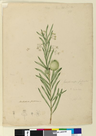 Strana 173. Asclepias fruticosa, c.1803-06 (wc, pero, inkoust a tužka) od John William Lewin