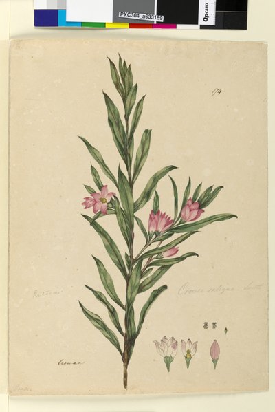Strana 174. Crowea saligna, c.1803-06 (wc, pero, inkoust a tužka) od John William Lewin