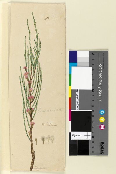 Strana 175. Casuarina stricta Allocasuarina verticillata, c.1803-06 (wc, pero, inkoust a tužka) od John William Lewin