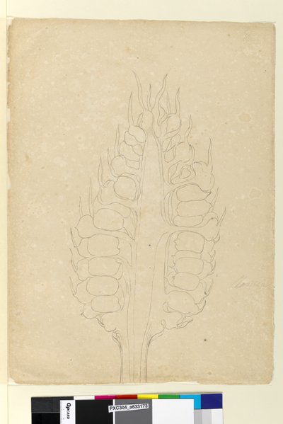 Strana 178a. Zamia, c.1803-06 (wc, pero, inkoust a tužka) od John William Lewin