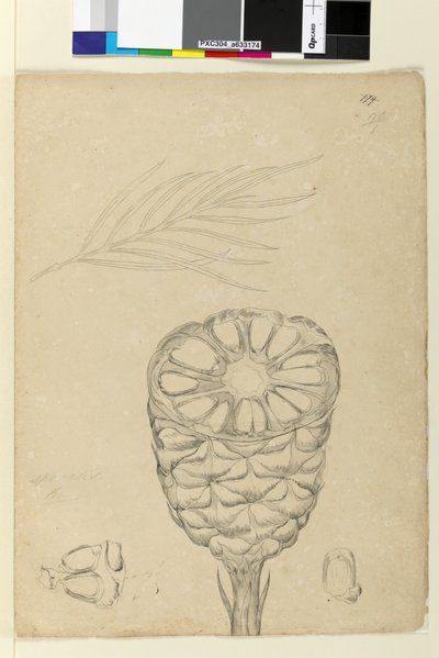 Strana 178b. Spiralis, c.1803-06 (wc, pero, inkoust a tužka) od John William Lewin