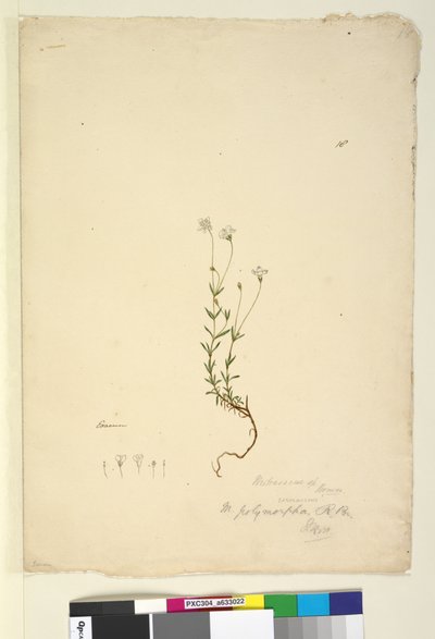 Strana 18. Mitrasacme polymorpha, c.1803-06 (wc, pero, inkoust a tužka) od John William Lewin