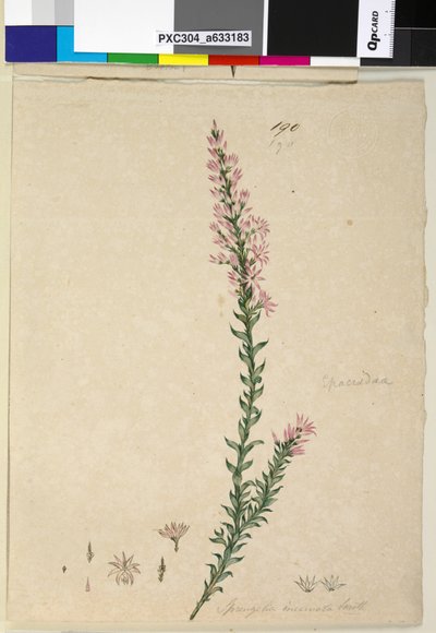 Strana 190. Sprengelia incarnata, c.1803-06 (wc, pero, inkoust a tužka) od John William Lewin