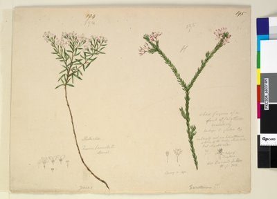 Strana 194. Zieria lanceolata Zieria smithii; 195. Špatná postava druhu Calythrix..., kolem 1803-06 (wc, pero, inkoust a tužka) od John William Lewin