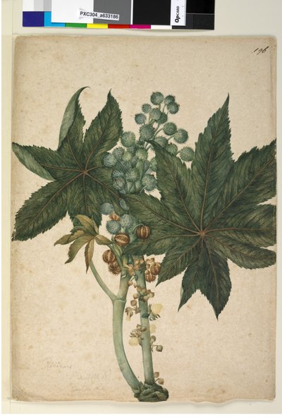 Strana 196. Ricinus Ricinus communis, c.1803-06 (wc, pero, inkoust a tužka) od John William Lewin
