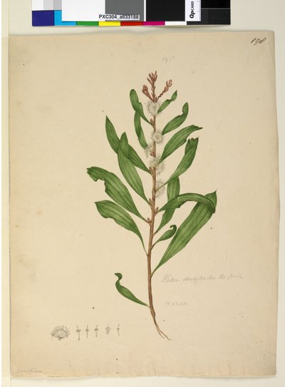 Strana 198. Hakea dactyloides, asi 1803-06 (čb, pero, tuš a tužka) od John William Lewin
