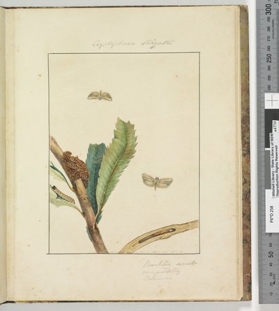 Strana 19. Talíř 5 Cryptohasa Strigata, 1803-04 (ručně kolorované lepty) od John William Lewin