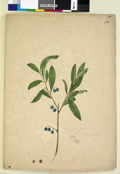 Strana 200. Elaeocarpus reticulatus, c.1803-06 (wc, pero, inkoust a tužka) od John William Lewin