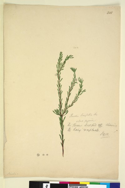 Strana 202. Pimelia linifolia, c.1803-06 (wc, pero, inkoust a tužka) od John William Lewin