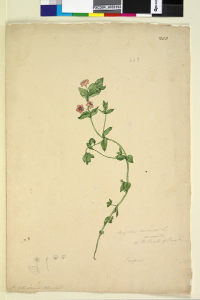 Strana 203. Anagallis arvenis, c.1803-06 (wc, pero, inkoust a tužka) od John William Lewin