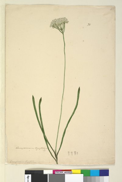 Strana 20. Conospermum longifolium, c.1803-06 (wc, pero, inkoust a tužka) od John William Lewin