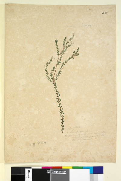 Strana 213. Epacrideae Leucopogon sp., c.1803-06 (wc, pero, inkoust a tužka) od John William Lewin