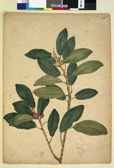 Strana 216. Ficus rubiginosa, c.1803-06 (wc, pero, inkoust a tužka) od John William Lewin