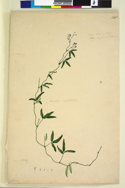 Strana 218. Kennedia comptoniana Hardenbergia comptoniana, c.1803-06 (wc, pero, inkoust a tužka) od John William Lewin