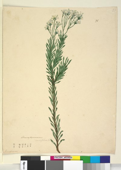 Strana 21. Conospermum ericifolium, c.1803-06 (wc, pero, inkoust a tužka) od John William Lewin