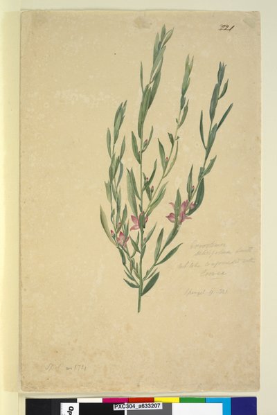 Strana 221. Eriostemon, c.1803-06 (wc, pero, inkoust a tužka) od John William Lewin