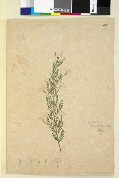 Strana 226. Ricinocarpus pinifolius, c.1803-06 (wc, pero, inkoust a tužka) od John William Lewin