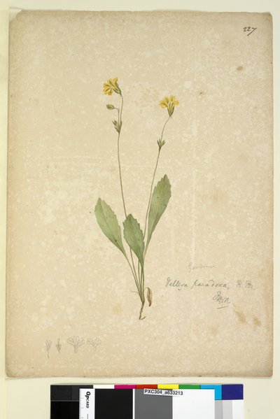 Strana 227. Velleia paradoxa, c.1803-06 (wc, pero, inkoust a tužka) od John William Lewin