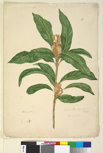 Strana 22. Xylomelum pyriforme, c.1803-06 (wc, pero, inkoust a tužka) od John William Lewin