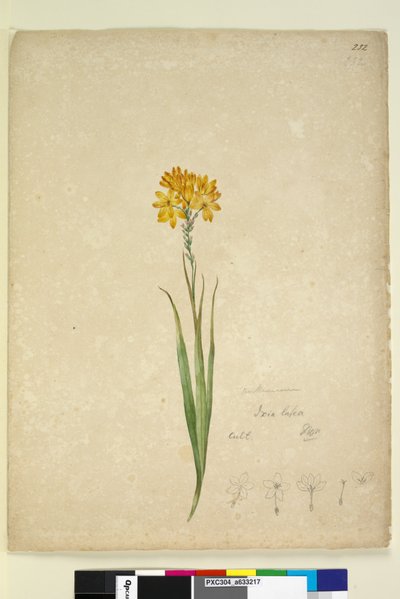 Strana 232. Ixia lutea, c.1803-06 (wc, pero, inkoust a tužka) od John William Lewin
