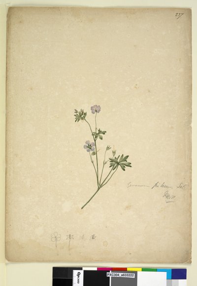 Strana 237. Geranium pilosum, c.1803-06 (wc, pero, inkoust a tužka) od John William Lewin