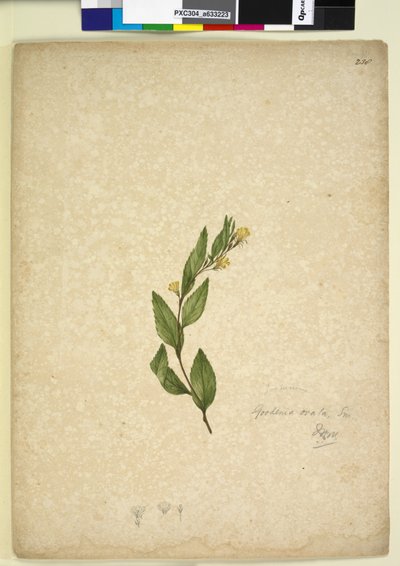 Strana 238. Goodenia ovata, c.1803-06 (wc, pero, inkoust a tužka) od John William Lewin