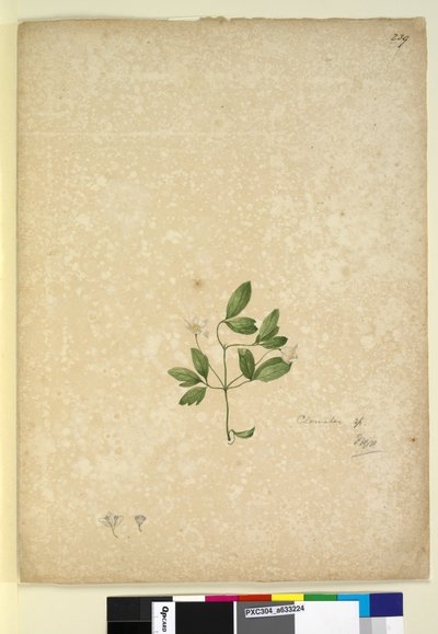 Strana 239. Clematis, c.1803-06 (wc, pero, inkoust a tužka) od John William Lewin