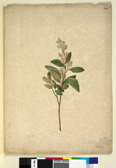 Strana 240. Pomaderris ligustrina, c.1803-06 (wc, pero, inkoust a tužka) od John William Lewin