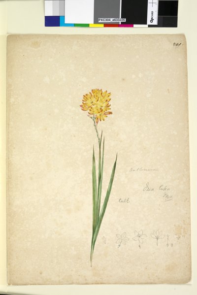 Strana 241. Ixia lutea, c.1803-06 (wc, pero, inkoust a tužka) od John William Lewin