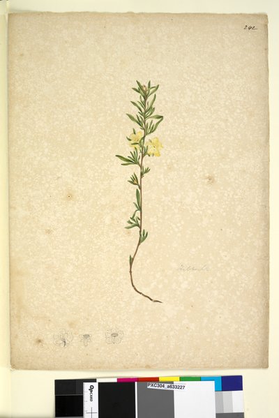 Strana 242. Hibberta, c.1803-06 (wc, pero, inkoust a tužka) od John William Lewin