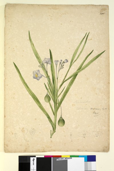 Strana 245. Solanum vescum, c.1803-06 (wc, pero, inkoust a tužka) od John William Lewin
