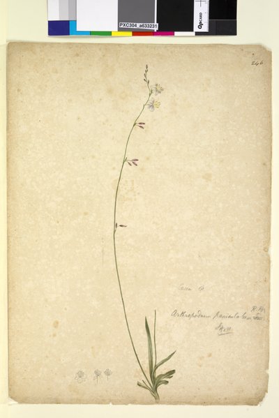 Strana 246. Arthropodium paniculatum, c.1803-06 (wc, pero, inkoust a tužka) od John William Lewin