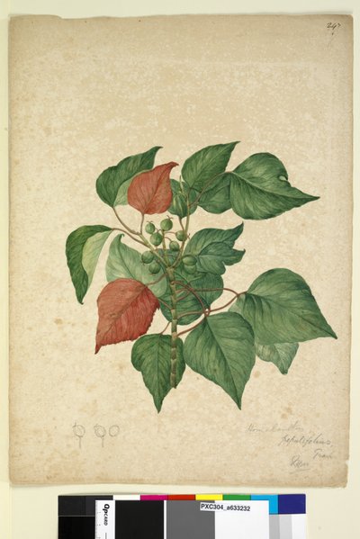 Strana 247. Homolanthus populifolius Omalanthus populifolius, c.1803-06 (wc, pero, inkoust a tužka) od John William Lewin